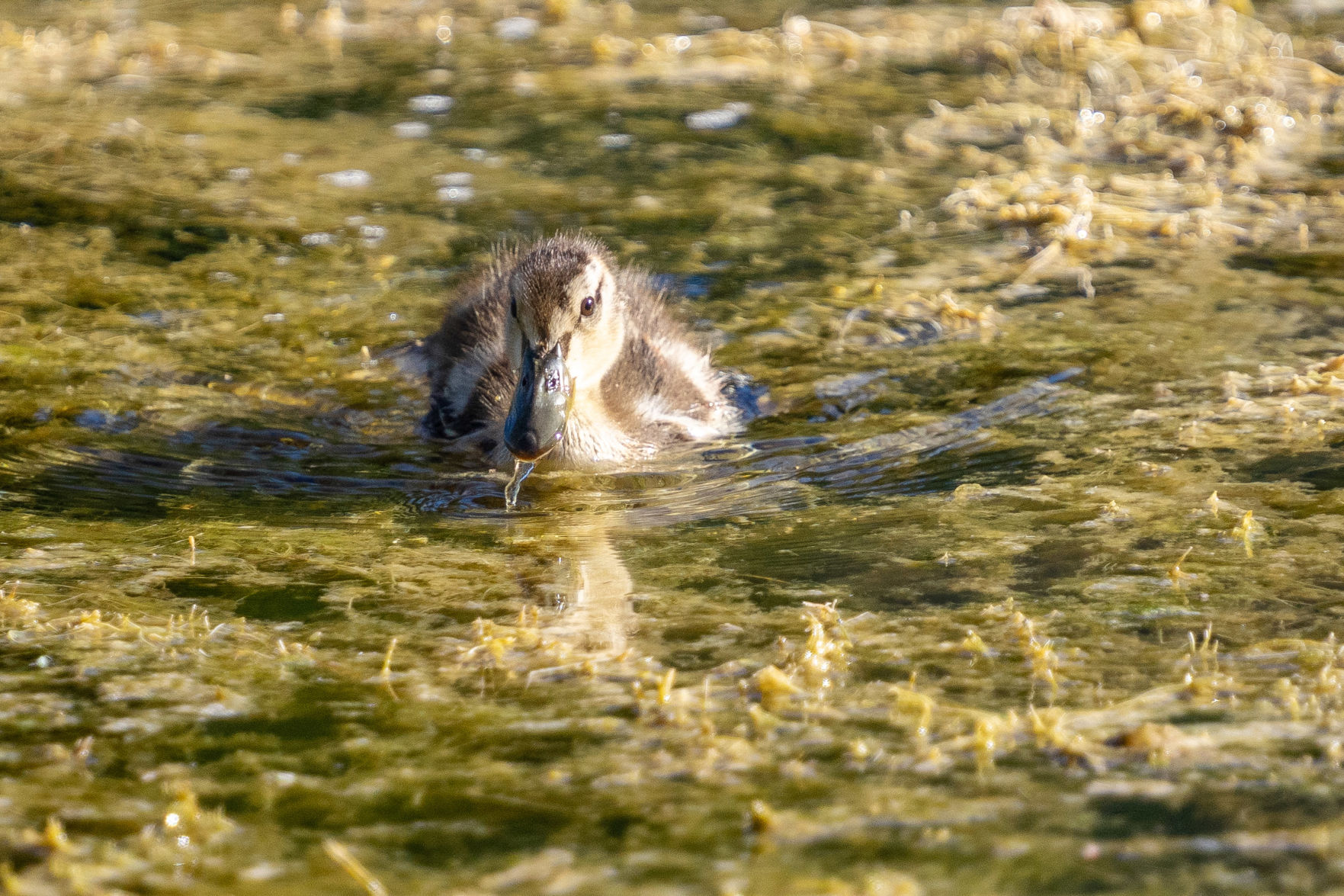 Dining duck